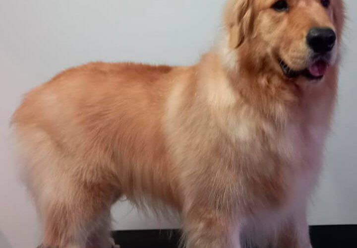 golden (1)