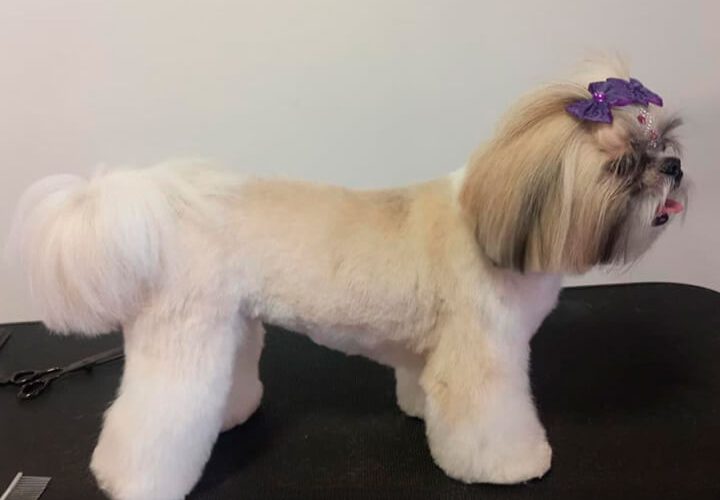 shihtzu (1)